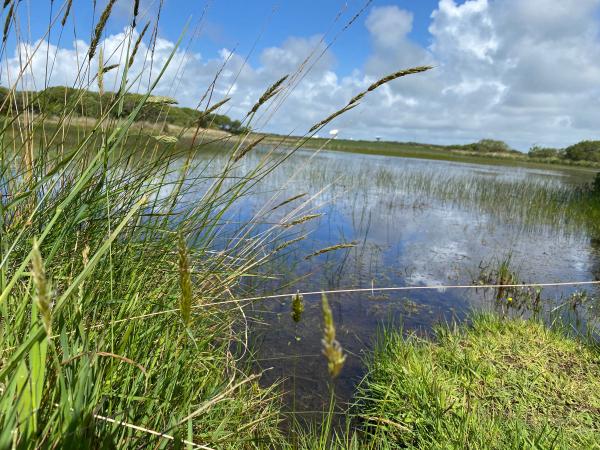 Croft Pasco Pool, grass fringed still water