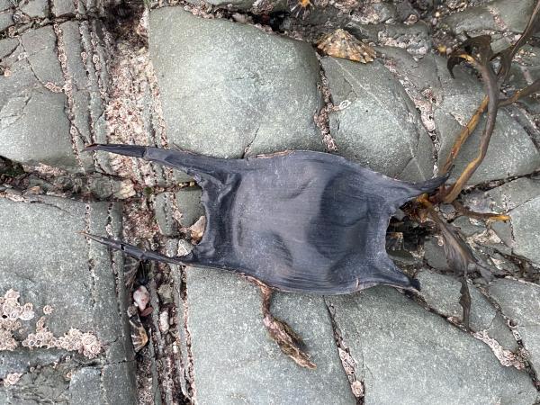 Mermaids purse/piskey purse 