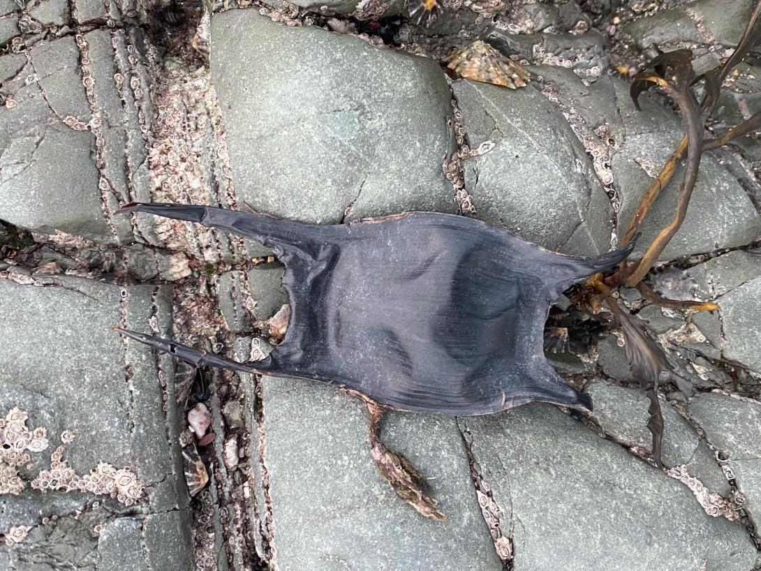 Mermaids purse/piskey purse 