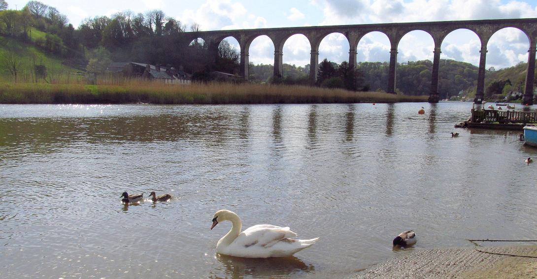 River Tamar,Calstock